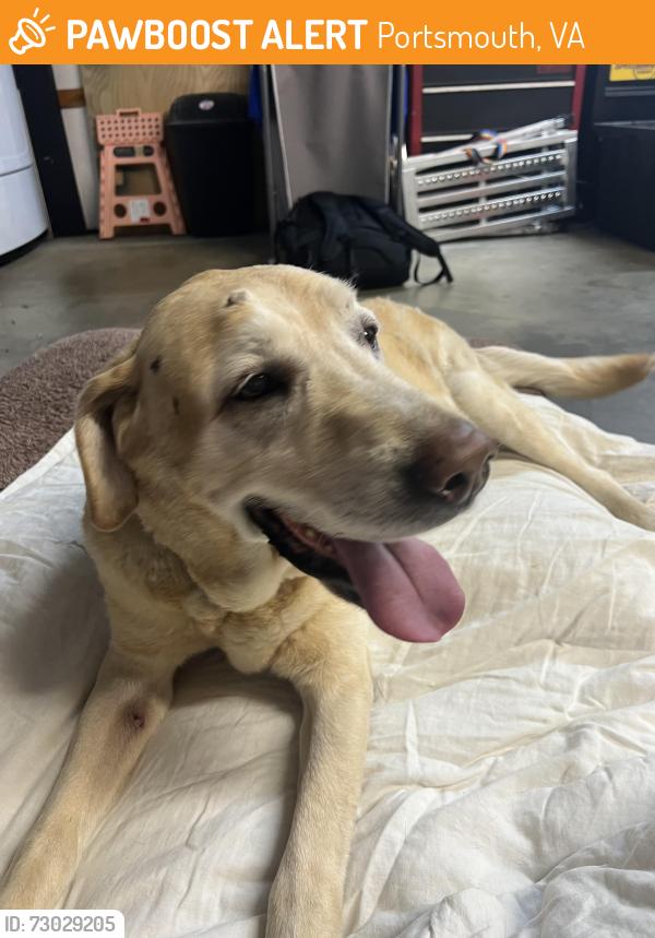 Found/Stray Male Dog last seen Nearest cross streets are Quince Rd and Field Rd in Portsmouth, Virginia 23703, Portsmouth, VA 23703