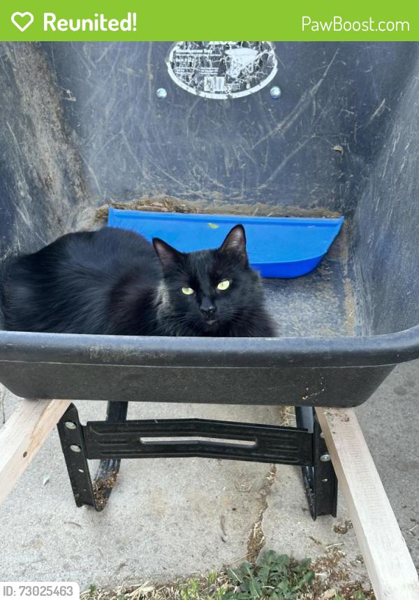 Reunited Male Cat last seen Jullian & Telfair, Boise, ID 83704