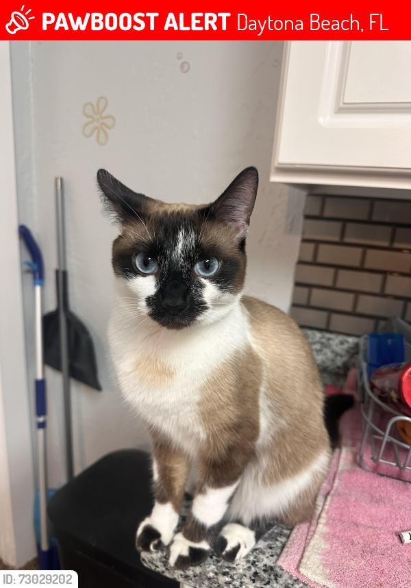 Deceased Female Cat last seen Beville Rd across from walmart, Daytona Beach, FL 32119