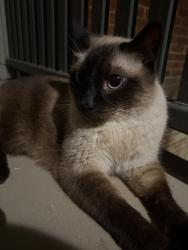 Found/Stray Unknown Cat last seen Bear Creek Pkwy, Euless, TX 76039