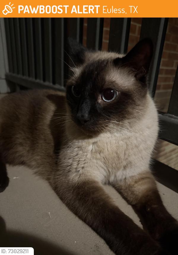Found/Stray Unknown Cat last seen Bear Creek Pkwy, Euless, TX 76039
