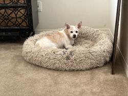 Reunited Female Dog last seen Near Eagle Rd, Rialto, CA 92376, USA, Rialto, CA 92376