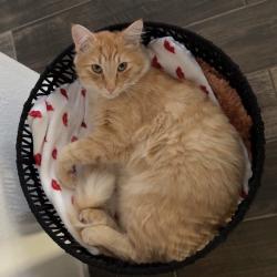 Lost Male Cat last seen Patriots Park, Fair Oaks, CA 95628