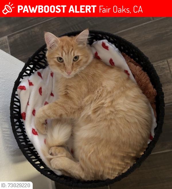 Lost Male Cat last seen Patriots Park, Fair Oaks, CA 95628
