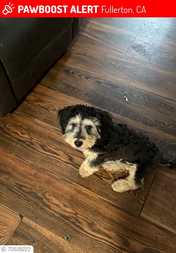 Lost Male Dog last seen Patterson way, Fullerton, CA 92832