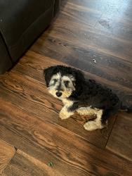 Lost Male Dog last seen Patterson way, Fullerton, CA 92832