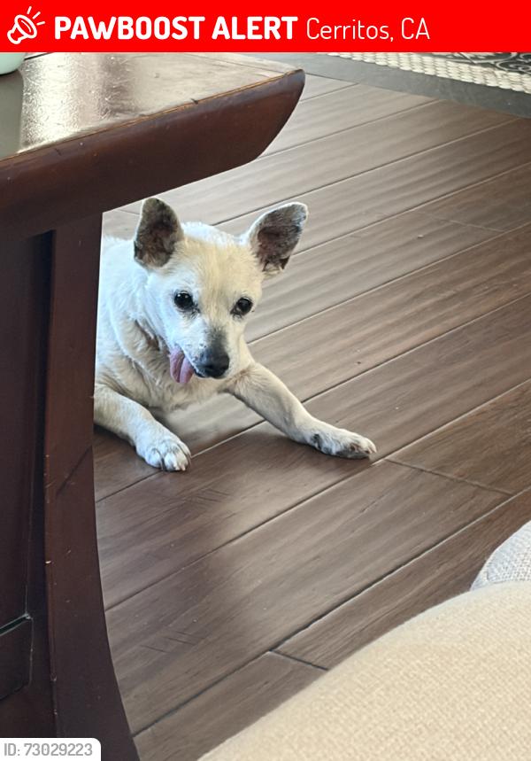 Lost Male Dog last seen Del amo blvd and Norwalk Blvd, Cerritos, CA 90703