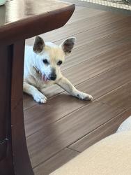 Lost Male Dog last seen Del amo blvd and Norwalk Blvd, Cerritos, CA 90703