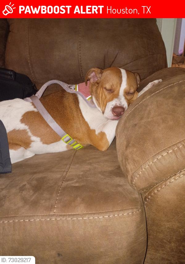 Lost Female Dog last seen 59@collingsworth 77026, Houston, TX 77093