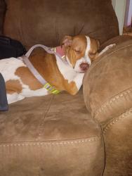 Lost Female Dog last seen 59@collingsworth 77026, Houston, TX 77093