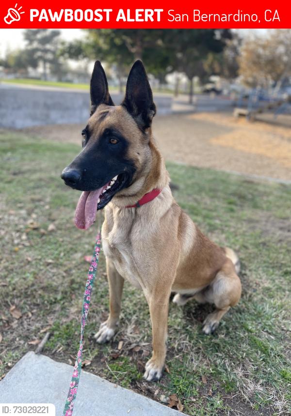Lost Male Dog last seen Kendall Sheridan , San Bernardino, CA 92407