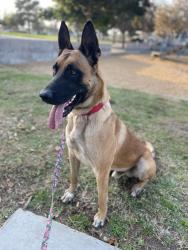 Lost Male Dog last seen Kendall Sheridan , San Bernardino, CA 92407