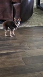 Lost Female Dog last seen Broun Street and Major Drive, Beaumont, TX 77707