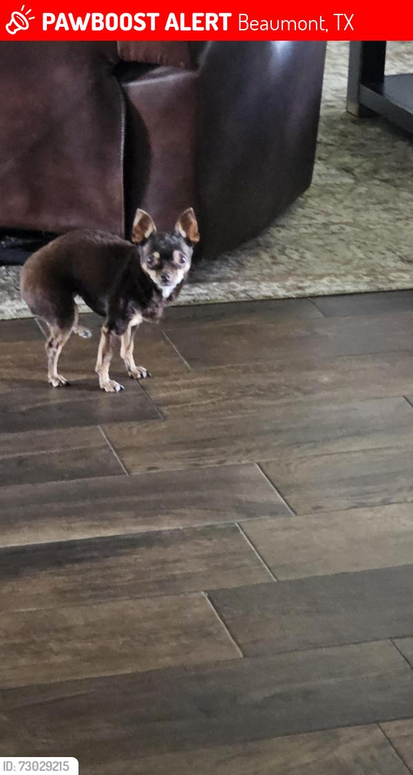 Lost Female Dog last seen Broun Street and Major Drive, Beaumont, TX 77707