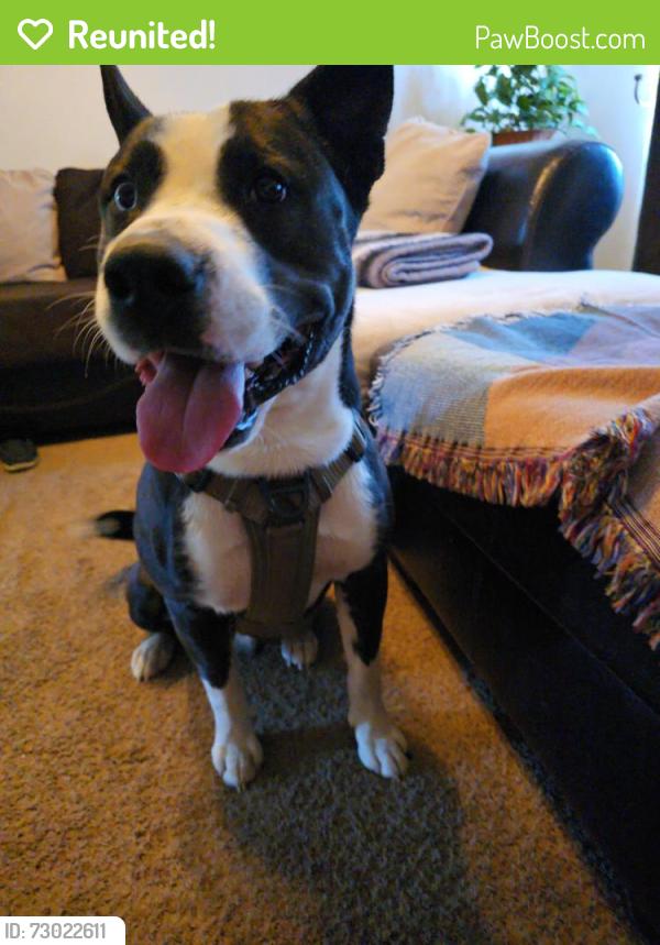Reunited Male Dog last seen Allen Park, Greeley, CO 80631