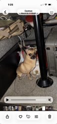 Lost Male Dog last seen Near Old Doss Dr, Canton, GA 30115