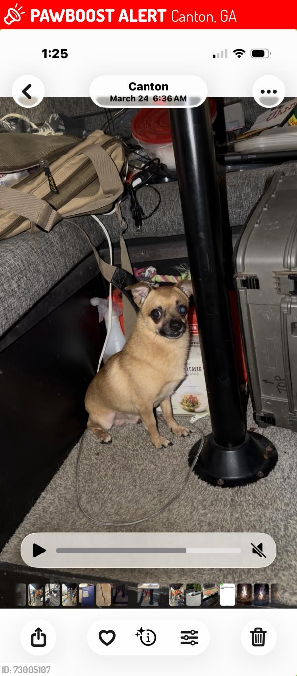 Lost Male Dog last seen Near Old Doss Dr, Canton, GA 30115