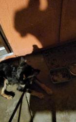Found/Stray Female Dog last seen Hunter place apmts, Fresno, CA 93705