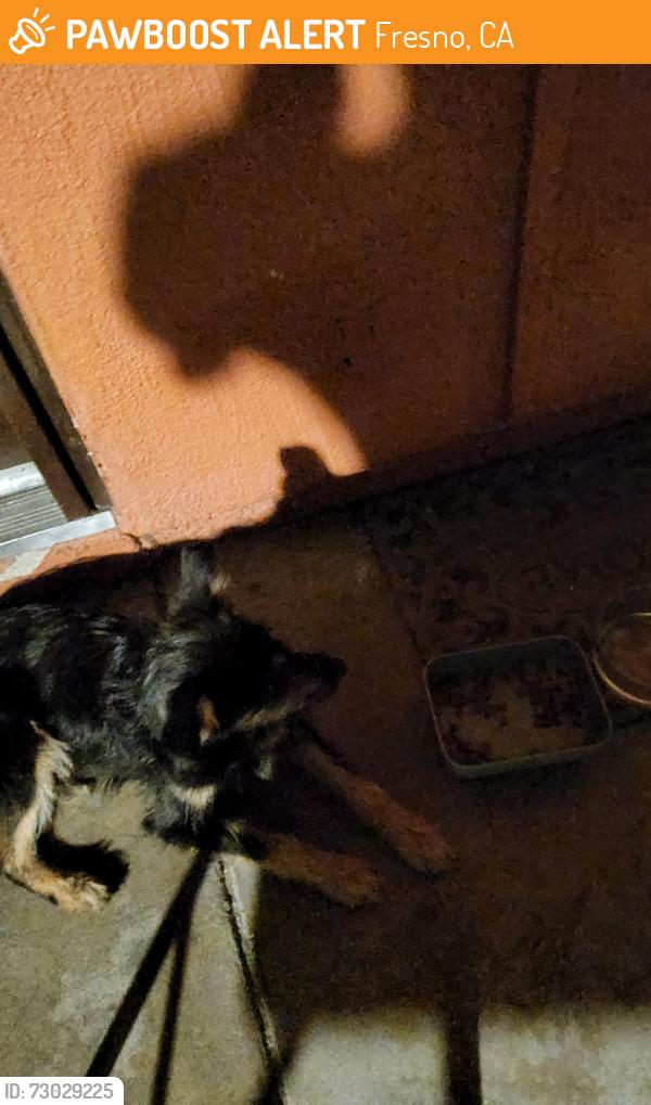 Found/Stray Female Dog last seen Hunter place apmts, Fresno, CA 93705