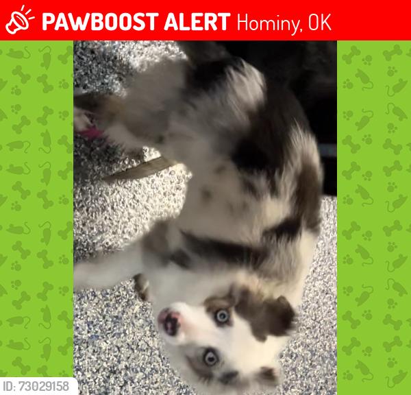 Lost Female Dog last seen Donut shop, Hominy, OK 74035
