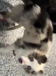 Lost Female Dog last seen Donut shop, Hominy, OK 74035