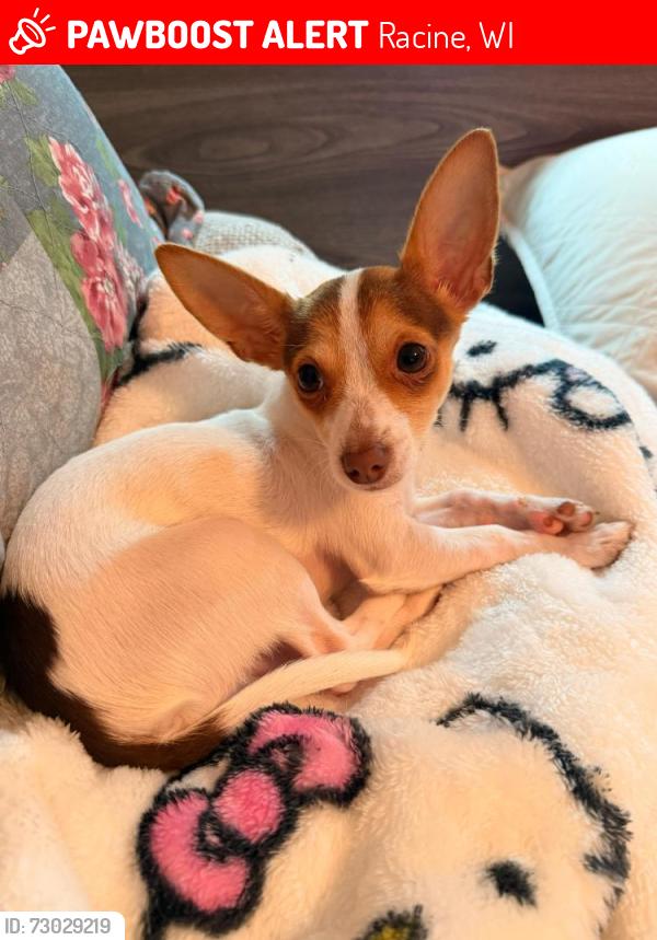 Lost Male Dog last seen Northwestern Ave , Racine, WI 53404