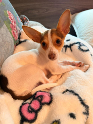 Lost Male Dog last seen Northwestern Ave , Racine, WI 53404