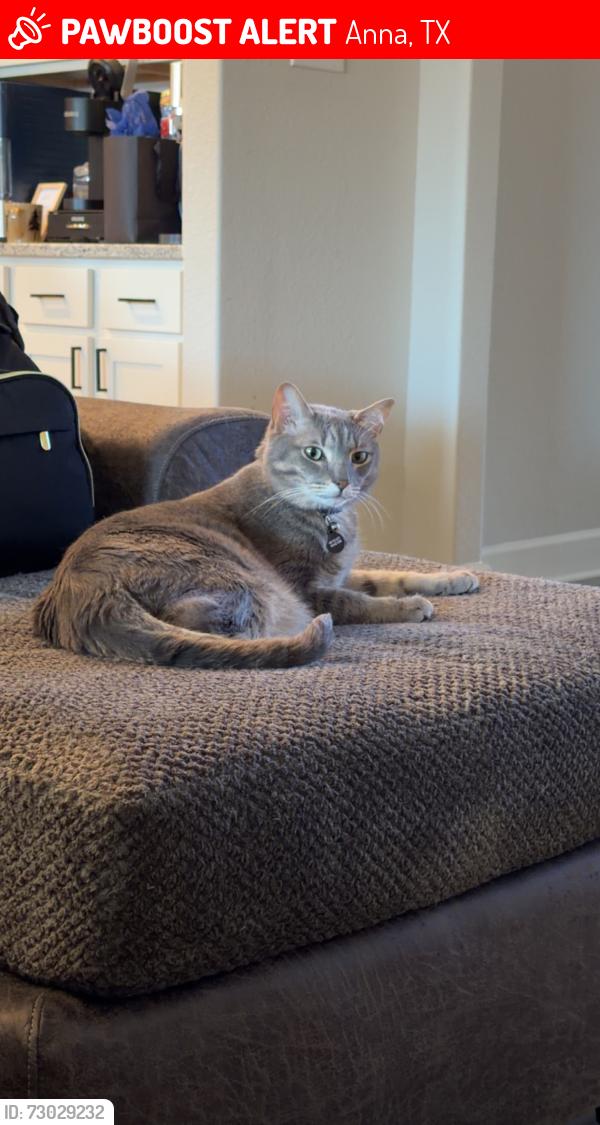 Lost Male Cat last seen Anna High School, Anna, TX 75409
