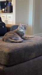 Lost Male Cat last seen Anna High School, Anna, TX 75409