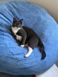 Lost Male Cat last seen Las Vegas and Buffalo, Las Vegas, NV 89128