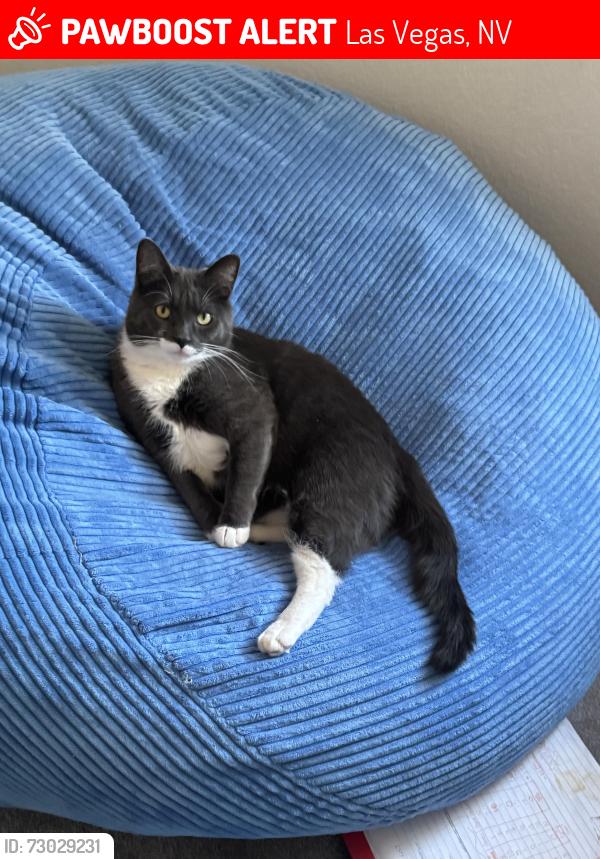 Lost Male Cat last seen Las Vegas and Buffalo, Las Vegas, NV 89128
