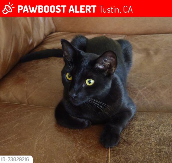Lost Male Cat last seen s prospect ave, irvine Blvd (4th street), 17th street, Tustin, CA 92780