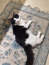 Reunited Male Cat last seen Alamitos + 4th , Long Beach, CA 90802