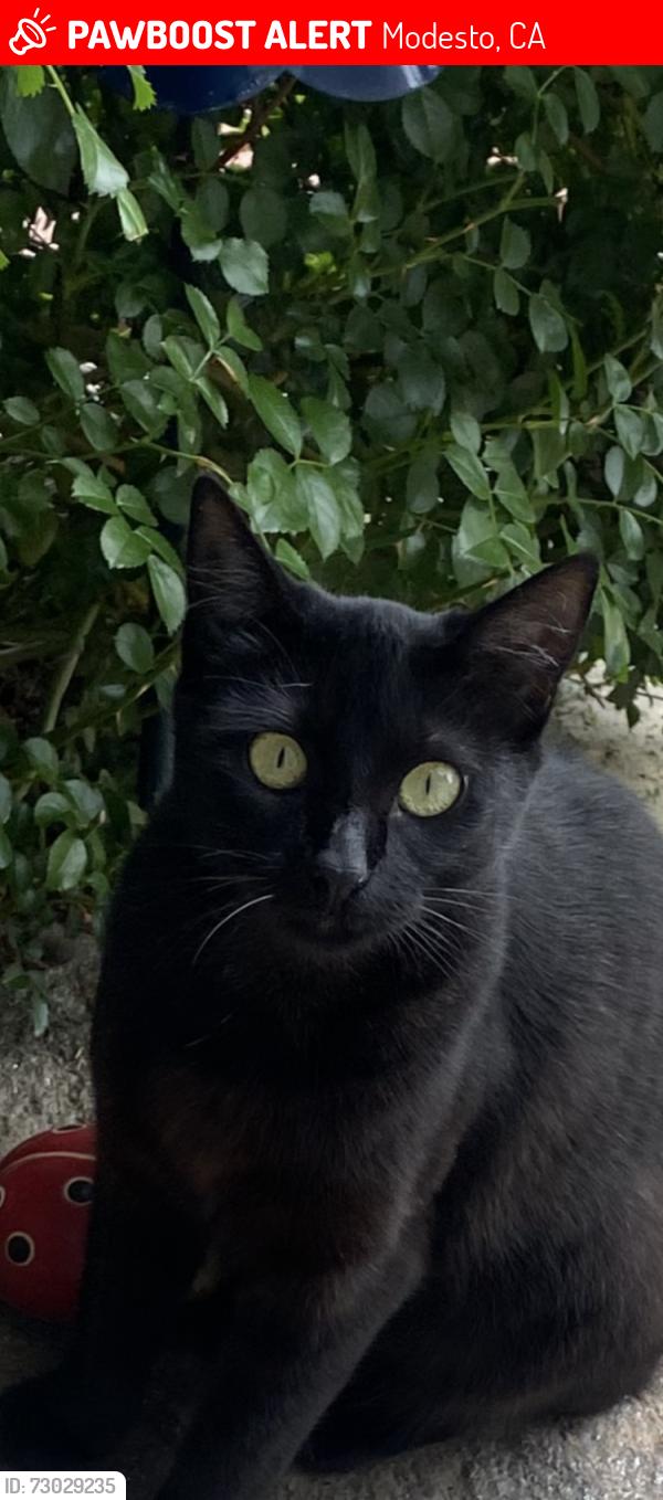 Lost Female Cat last seen Olive ave & Morris ave, Modesto, CA 95350
