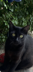 Lost Female Cat last seen Olive ave & Morris ave, Modesto, CA 95350