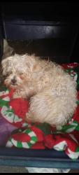 Lost Male Dog last seen Near , Tacoma, WA 98404