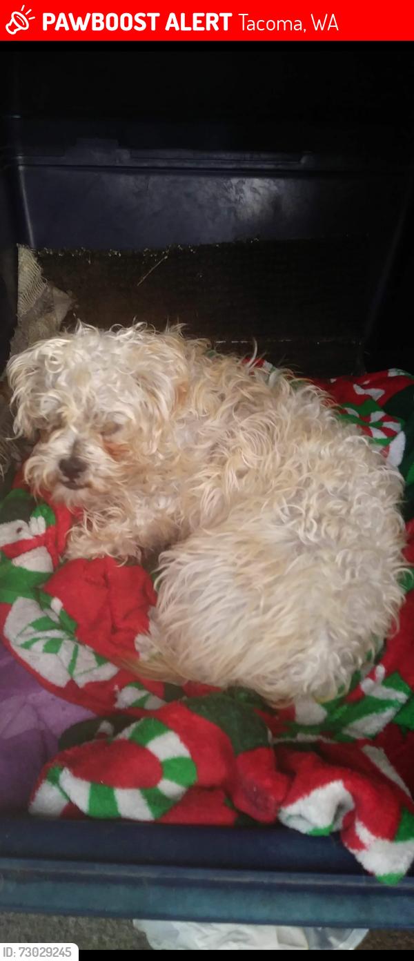 Lost Male Dog last seen Near , Tacoma, WA 98404