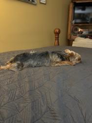 Lost Male Dog last seen Near and trammell, Sylacauga, AL 35150