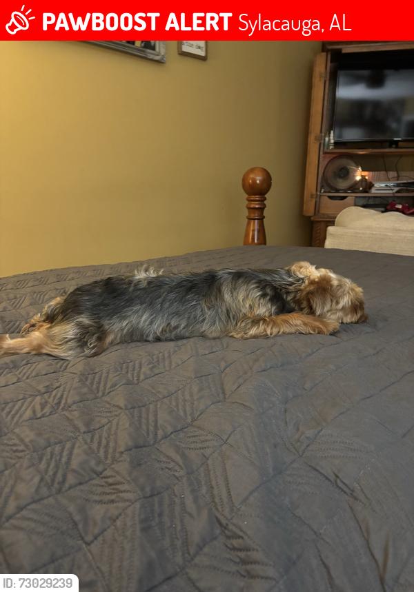 Lost Male Dog last seen Near and trammell, Sylacauga, AL 35150