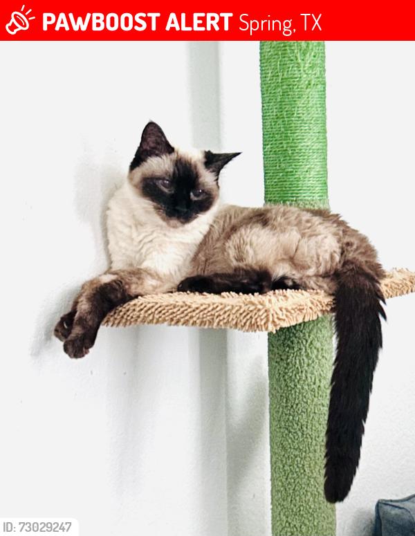 Lost Female Cat last seen Cypresswood Dr, Spring, TX 77387
