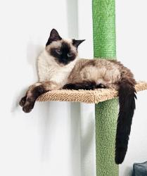 Lost Female Cat last seen Cypresswood Dr, Spring, TX 77387