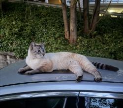 Reunited Female Cat last seen Cul-de-sac of N 46th St, Seattle, WA 98103