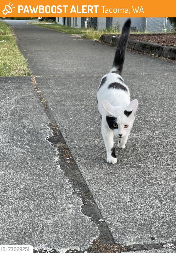 Found/Stray Unknown Cat last seen By frisko freeze, Tacoma, WA 98403