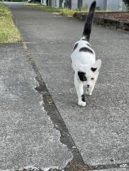 Found/Stray Unknown Cat last seen By frisko freeze, Tacoma, WA 98403