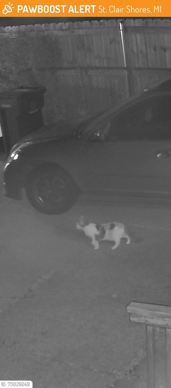 Found/Stray Unknown Cat last seen Playview Street between New York street and Jefferson, St. Clair Shores, MI 48082