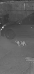Found/Stray Unknown Cat last seen Playview Street between New York street and Jefferson, St. Clair Shores, MI 48082