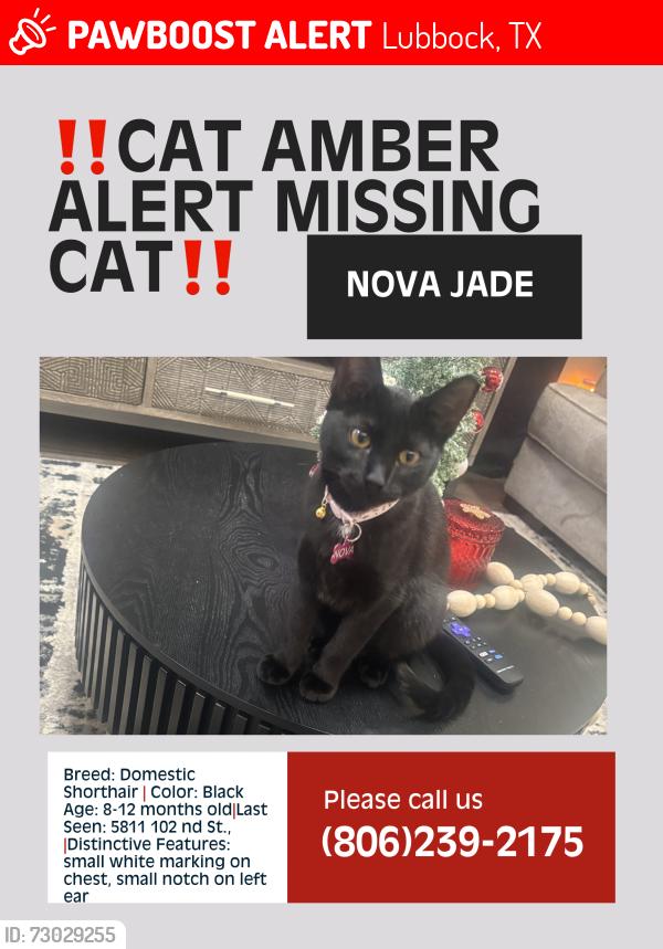 Lost Female Cat last seen Near 102nd st Frankford, Lubbock, TX 79424