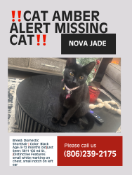 Lost Female Cat last seen Near 102nd st Frankford, Lubbock, TX 79424