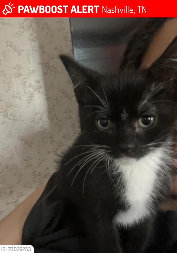 Lost Male Cat last seen US Bank on gallatin rd and broadmoor, Nashville, TN 37216