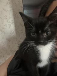 Lost Male Cat last seen US Bank on gallatin rd and broadmoor, Nashville, TN 37216